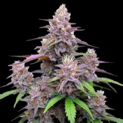 Gorilla Purple Auto Cannabis Seeds by Bulk White Label