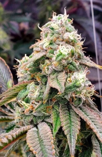Close-up of a fully-grown Gushers FAST (F) cannabis plant with green leaves and dense, frosty buds covered in trichomes.