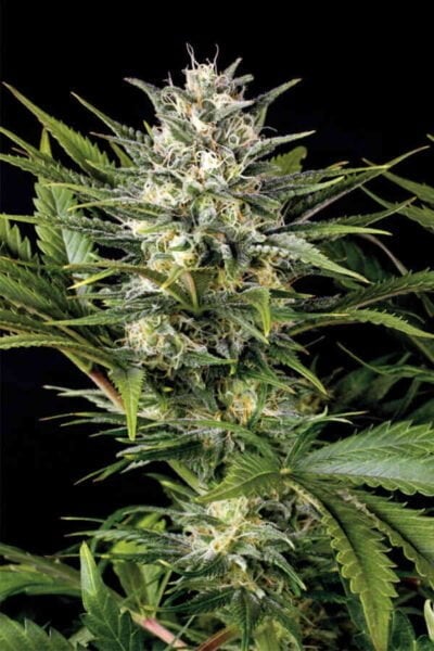 Close-up of a mature DISCONTINUED Pineapple Skunk (F) cannabis plant with dense buds covered in resinous trichomes, surrounded by jagged green leaves.