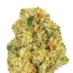 platinum gorilla cannabis seeds by in house genetics