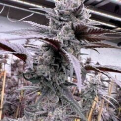 solfire gardens lung buster