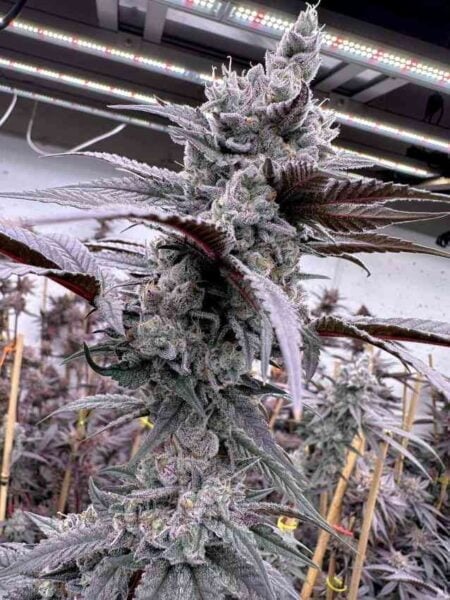 solfire gardens lung buster