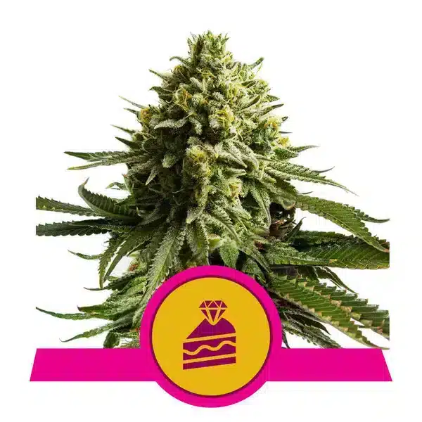 Royal Queen Seeds Wedding Cake