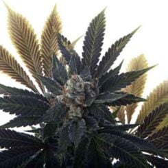 Mosca Seeds Banana Grape Soda Auto