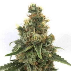 Mosca Seeds Cherry Soda Syrup Auto