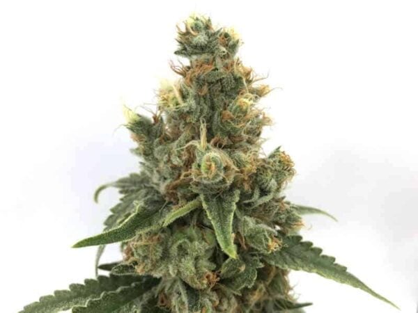 Mosca Seeds Cherry Soda Syrup Auto