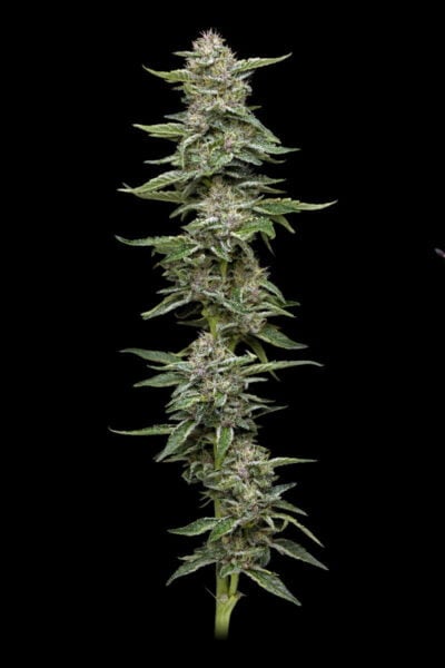 Close-up of a Garlic Budder (F) (Wholesale BULK) cannabis plant with dense buds and green leaves against a black background, available for wholesale BULK purchases.