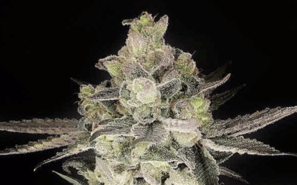 A close-up of a cannabis plant with dense green buds covered in white crystals against a black background, resembling the quality of the renowned Gary Payton (F) strain.