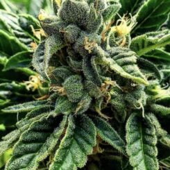 The Cali Connection Gelato al Limone