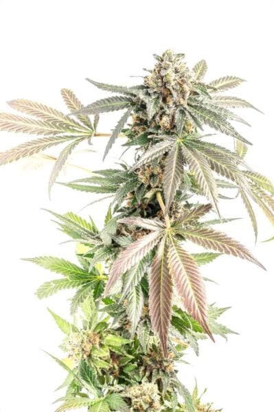 Mosca Seeds Gorilla Cookie Cakes Auto