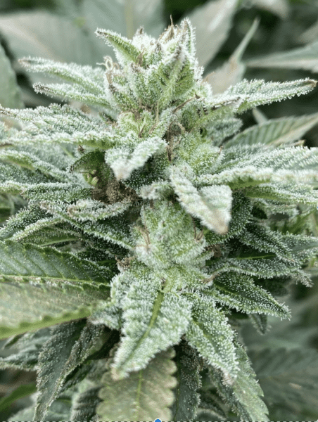 Close-up of a cannabis plant covered with dense trichomes, resembling Jewel Piece (F) with vibrant green leaves.