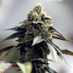 Sin City Seeds Juicy Runtz