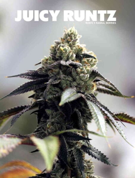 Sin City Seeds Juicy Runtz