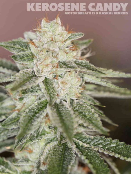 Sin City Seeds Kerosene Candy