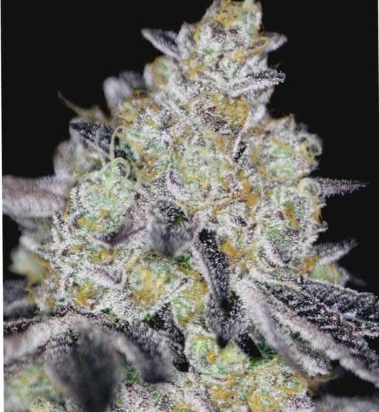 Sin City Seeds Luxor
