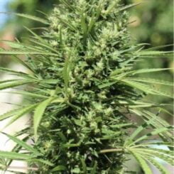 Close-up image of a dense cannabis plant, showcasing green leaves and a heavy concentration of buds, reminiscent of the rich Morocco Beldia Kif (R) strain.