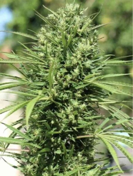 Close-up image of a dense cannabis plant, showcasing green leaves and a heavy concentration of buds, reminiscent of the rich Morocco Beldia Kif (R) strain.