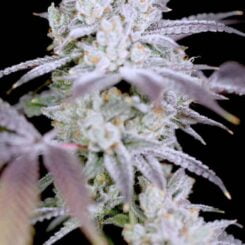 Sin City Seeds Modified Mints