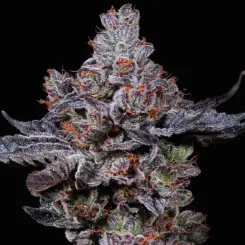 Mookie B R1 Cannabis Seeds by Ethos Genetics