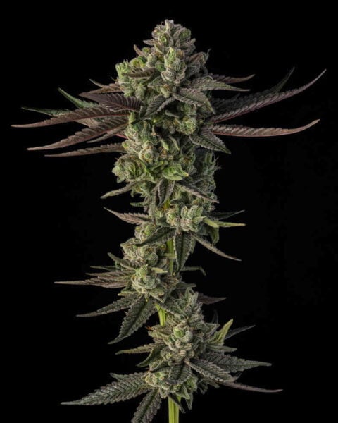 Sin City Seeds Night Wedding