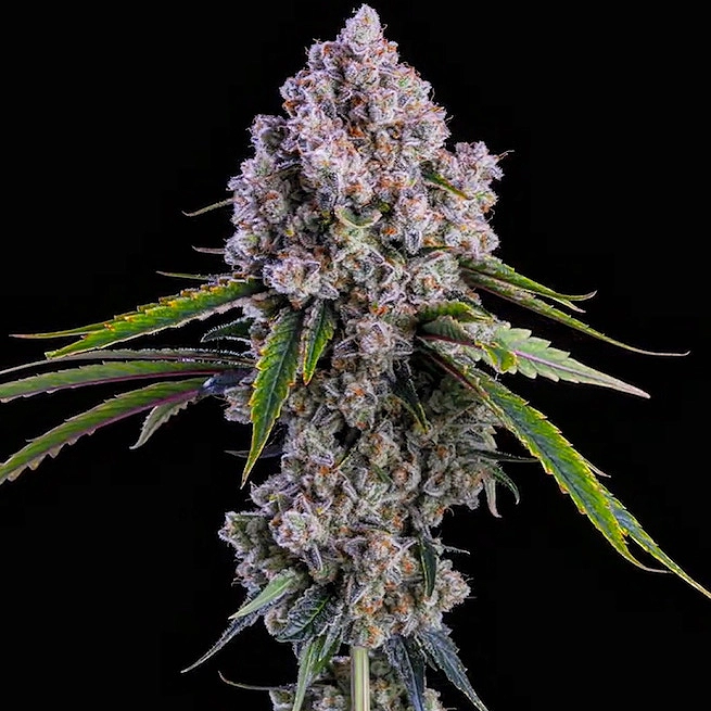 Pepe-Silvia-R1-cannabis-seeds-by-ethos-genetics1 Pepe Silvia R1 Cannabis Seeds by Ethos Genetics
