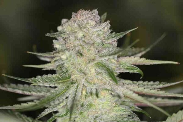 Sin City Seeds Power Nap