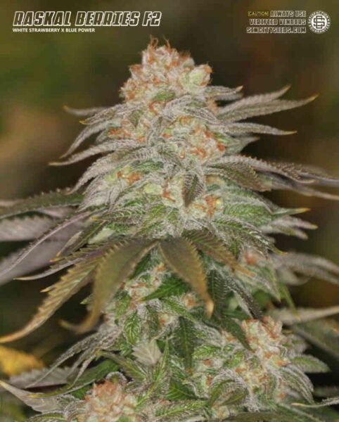 Sin City Seeds Raskal Berries F2