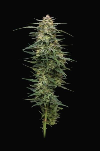 A single Raspberry Parfait (F) (Wholesale BULK) cannabis plant bud with green leaves and small sticky resinous hairs set against a black background.