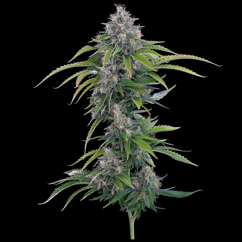 Rosetta Stoned cannabis seeds by brothers grimm seeds