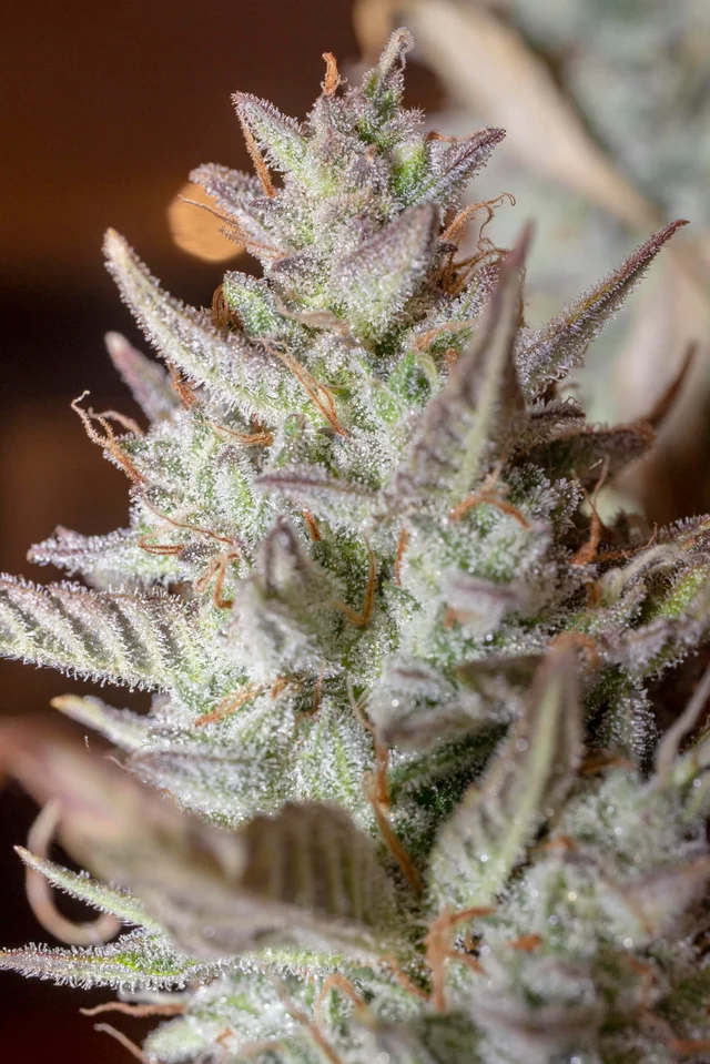 scoopski f2 cannabis seeds by night owl seeds scoopski f2 cannabis seeds by night owl seeds