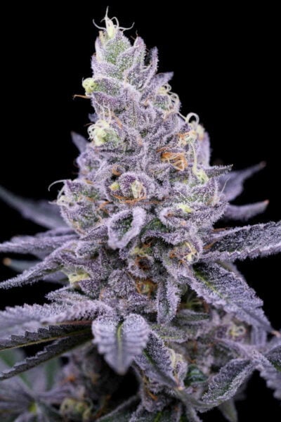 Sin City Seeds Scrumdiddlyumptious