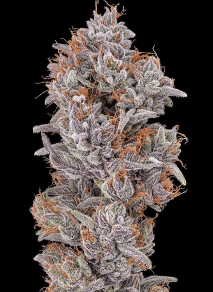 Close-up of a dense Strawberry Delight (F) cannabis bud covered in white trichomes and orange pistils, set against a black background.