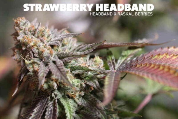 Sin City Seeds Strawberry Headband