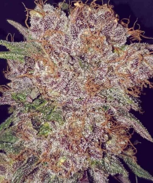 Close-up of a Strawberry Ice (F) cannabis bud covered in trichomes, showcasing an array of orange and purple hues against a dark background.
