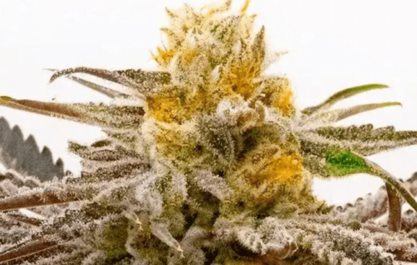 Close-up image of a Tropicana Cookies Purple (F) (Wholesale BULK) cannabis plant bud covered in white trichomes with some yellow floral growth.