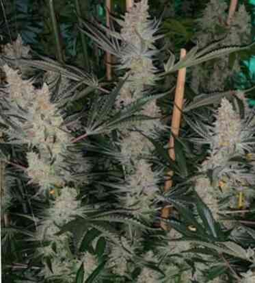 Sin City Seeds Tangerine SinMint