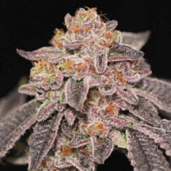 Sin City Seeds Thumbprints