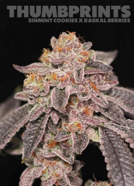 Sin City Seeds Thumbprints
