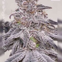 Beleaf Seeds Truffle Treats