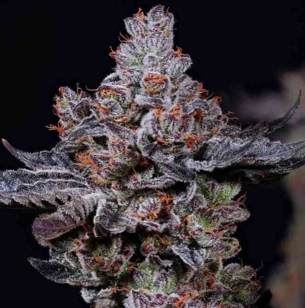 Ethos Genetics Mookie B R1
