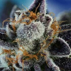 Sin City Seeds Wedding Mints