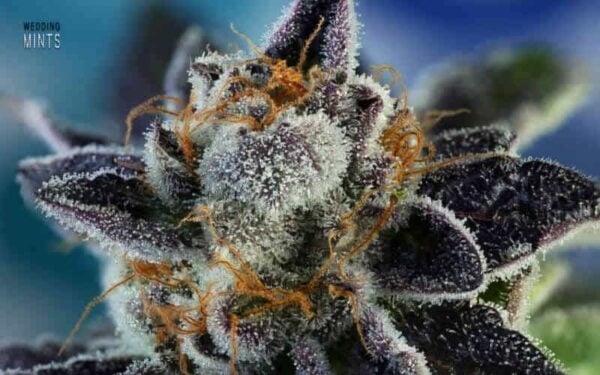 Sin City Seeds Wedding Mints
