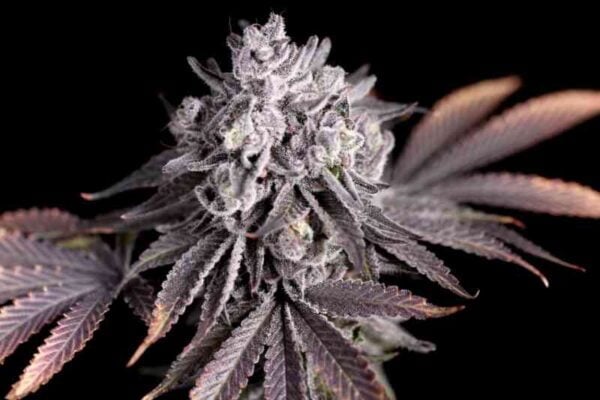 Sin City seeds White Nightmare BX