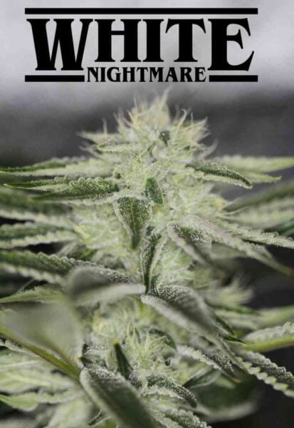 Sin City Seeds White Nightmare F2