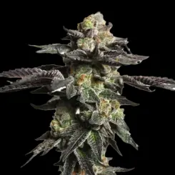 Zombie Death Fuck Cannabis Seeds by Bulk White Label