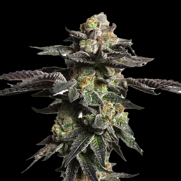 Zombie Death Fuck Cannabis Seeds by Bulk White Label