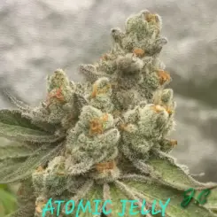 atomic jelly cannabis seeds by inhouse genetics