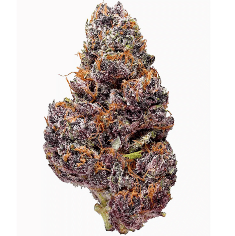 Black Cherry Soda (F) Cannabis Seeds for Sale North Atlantic Seed Co.