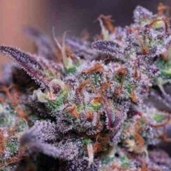 Close-up of a colorful Blackberry Moonstones (F) (Formerly Blackberry Moonrocks) (Wholesale BULK) cannabis bud with purple and green leaves, covered in frosty trichomes and orange hairs.