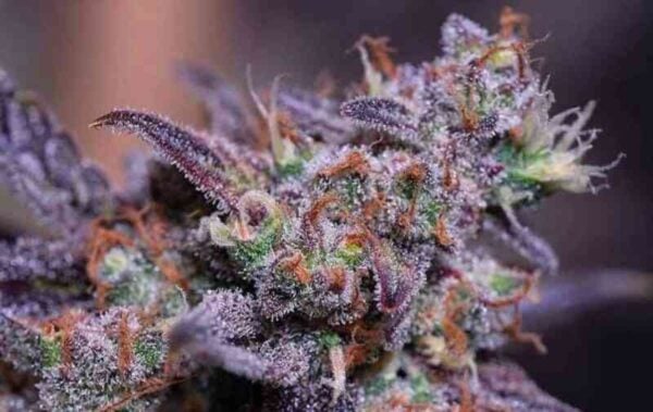 Close-up of a colorful Blackberry Moonstones (F) (Formerly Blackberry Moonrocks) (Wholesale BULK) cannabis bud with purple and green leaves, covered in frosty trichomes and orange hairs.